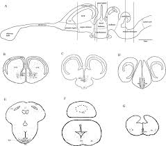 The brainstem regulates vital cardiac and respiratory functions … Labeled Diagram Of The Cerebellum Wiring Diagram Database