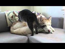 Cat Gives This Husky A Massage Before Settling Down For A Nap Husky Cats Dog Cat