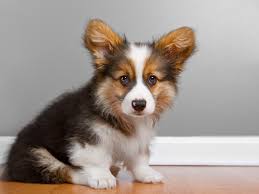 The disinfecting applies to anywhere the kitten has touched, not only the litter box (floors). How To Treat Coccidia In Puppies