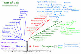 Plant Taxonomy Plant Kingdom Classification Chart