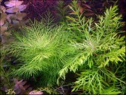 Image result for Hygrophila spiciformis