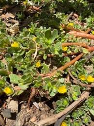Image result for Portulacaceae