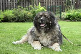 How does it compare to other dogs? Yhpc7yafqfkbqm