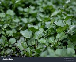 Image result for Nasturtium microphyllum