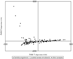 Image result for Loudetia angolensis