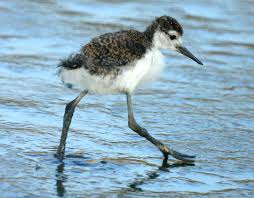 Black Bird With Blue Neck Black Necked Stilt Himantopus Mexicanus By Chris Black Neck Black Birds