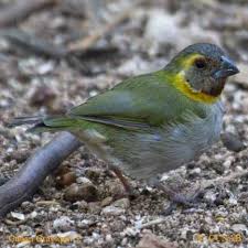 Birds Of The Bahamas Photos Cuban Grassquit Tiaris Canorus North American Birds World Birds Birds Wild Birds