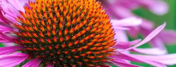 Maybe you would like to learn more about one of these? Naturopathic Medicine Santa Barbara Ca Tom Matteucci Nd
