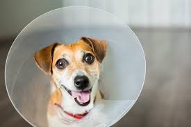 How long do dogs with hip dysplasia live? Osteosarcoma Bone Cancer In Dogs