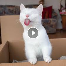 Top 6 Signs That Show Your Cat Is Happy Click To See More Kitten Videos Cat Scute Petlovely Cute Cats Cats Kittens Cutest