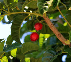 Image result for Xyris peteri