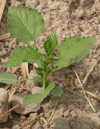 Image result for Melochia corchorifolia