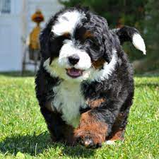Like most hybrid or 'designer' dogs, bernedoodles do not have consistent traits when breeding one purebred dog (poodle) to another purebred dog (bernese mountain dog). About Bernedoodles Bernese Mountain Dog Rocky Mountain Bernedoodles