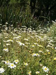 Image result for Felicia clavipilosa