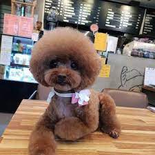 Pin On 100 Most Beautiful Poodle Cuts Poodle Hairstyles