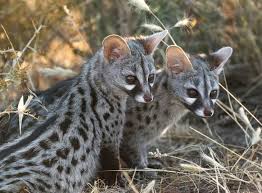 21 Rare Animals That You Never Get To See In The Wild Wow Gallery Rare Animals Animals Endangered Animals