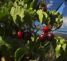 Image result for Cyphostemma congestum