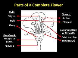 The stamen contains a filament and two anthers that release pollen, and the. Flowers Are Modified Twigs Adapted Primarily For Reproduction