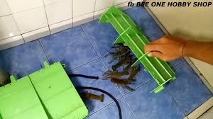 Memulai budidaya udang galah dalam skala rumah? Cara Cara Nak Ternak Lobster Air Tawar Tampa Guna Pump Oxygen Youtube