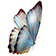 Blue Butterfly Transparent Background Free Png Images Blue Butterfly Image Overlay Butterfly