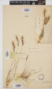 Image result for Aristida congesta