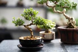 Image result for Premna hans-joachimii