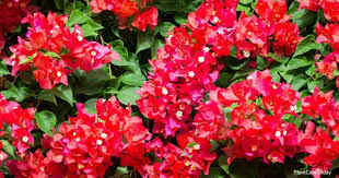The soil mixture has to be right, some peat moss added for acid to the black dirt and sometimes the soil purchased is from the island and not the mainland and is extremely alkaline. Bougainvillea Not Blooming How To Get Bougainvillea To Flower