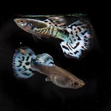 Pin On Guppy Fish