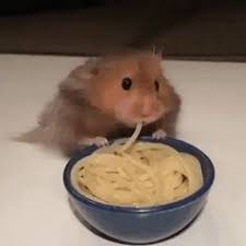 Check spelling or type a new query. 21 Best Hamster Eating Ideas Hamster Cute Hamsters Cute Animals