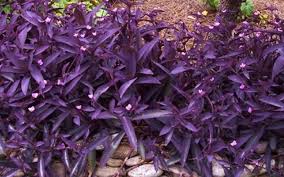 Image result for Tradescantia pallida