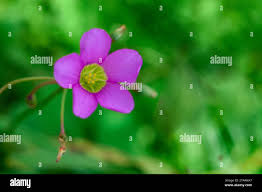 Image result for Oxalis latifolia