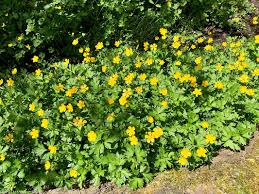 Image result for Ranunculus raeae