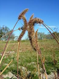 Image result for Setaria longiseta