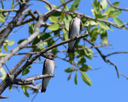 Image result for Gyrodoma hispida