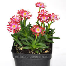 The plant is native to northern africa (i.e. Miniature Gardening Delosperma Hotcakes Saucy Strawberry 8 99