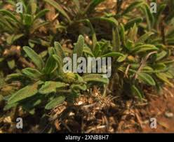 Image result for Felicia mossamedensis