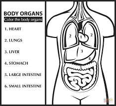 Color The Body Organs Learn English Coloring Page Free Printable Coloring Pages Body Organs Coloring Pages Free Printable Coloring Pages