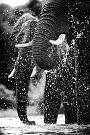 African Elephant Black And White Elephant Pictures Environment Elephant Africa Wildlife Animals Wild
