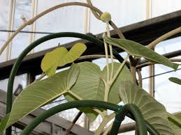 Image result for Argyreia nervosa