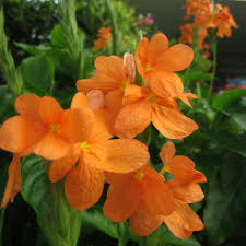 Image result for Crossandra infundibuliformis