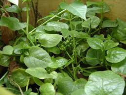 Image result for Basella