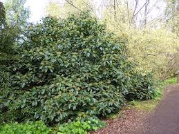 Many of the viburnum will grow tall and can be used behind rhododendrons or. December 2018 In The Garden Ubc Botanical Garden