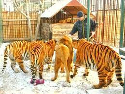 Lion Vs Tiger Weight Comparison The Tigers Always Have An Edge Over The Lion When It Comes Their Weighing Comparison A Tiger Weighs Tiger Lion Second Best