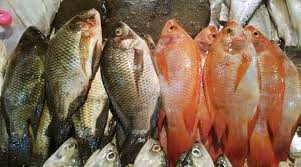 Video ini membahas tentang jenis ikan nila kekar dimana sudah panen dalam usia 9 minggu dari ukuran tebar 2/3 inci dengan. Update Daftar Harga Ikan Nila Per Kilogram Terbaru April 2021