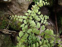 Image result for Adiantum patens