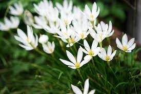 「タマスダレ 花言葉」の画像検索結果