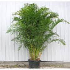 We did not find results for: Palm Trees Areca Palm Tree Exporter From Pune
