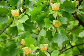 Identifying Yellow Poplar Tree In North America