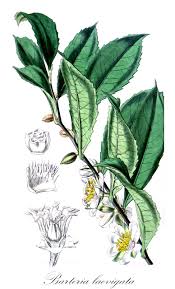 Image result for Afroqueta capensis