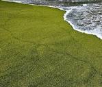 Папаколеа – плажът със зелен пясък - Tialoto